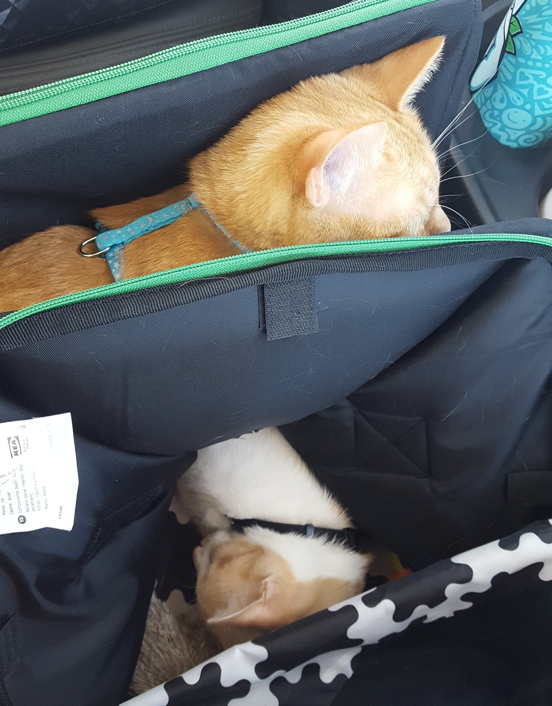 Ralph (orange cat) sleeps on top of canvas pet carrier, squishing it down on top of his sister, Jiffy (orange and white), who is asleep inside of the carrier unaware.